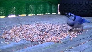 Blue Jay Feeding on a Windy Day