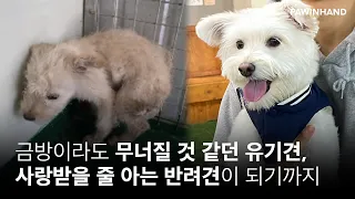 사랑을 받아본 적이 없던 유기견이 사랑할 줄 알고, 사랑받을 줄 아는 강아지가 되기까지ㅣ유기동물 입양ㅣ유기견입양ㅣ유기견 입양후기ㅣ입양 후 변화