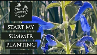 Summer planting in the garden. Plant dahlias. Plant Salvias. How to plant. Baltic Gardening
