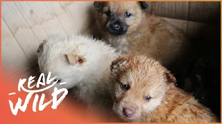 Taking Care of Abandoned Puppies | For The Love Of Dogs