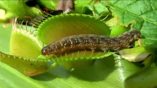 plante carnivore piège les insectes