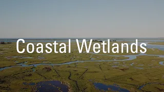 Coastal Wetlands