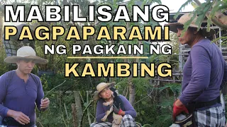 MABILISANG PAGPAPARAMI NG PAGKAIN NG KAMBING