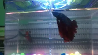 Imported halfmoon betta fish in bd