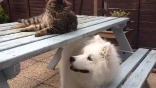 Samoyed howl playing with cat