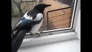 Сорока заразительно смеется и разговаривает как ребенок / Magpie laughs and talks like a child