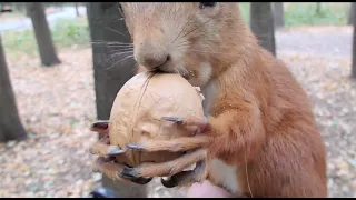 Было непросто, но Ушастик справился с орехом / It was not easy, but the squirrel coped with the nut