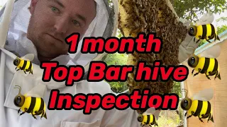 1 Month Honeybee inspection!