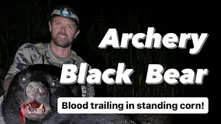 Archery Black Bear Hunt - Blood Trailing a Big Black Bear in standing corn!