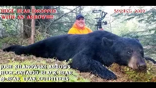 Monster Black Bear dropped by Arrow in Northern Ontario at Bear Trak Outfitters