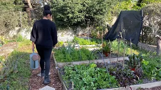 TOUR MY SPRING VEGETABLE GARDEN / HARVESTING & COOKING (Countryside life)