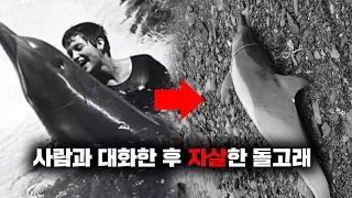 영어를 배워 최초로 인간과 대화했던 돌고래가 스스로 목숨을 끊어버린 이유는? [사건사고]