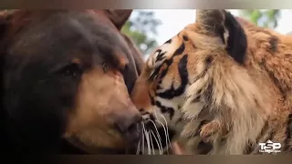 Die unglaublichsten Freundschaften zwischen Tieren [2017/HD]