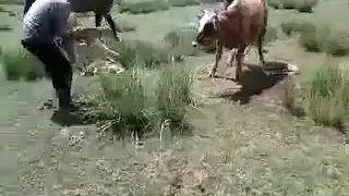 Корова родила 4 телёнка.