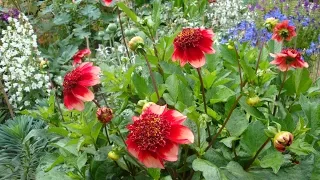 Growing dahlias in pots