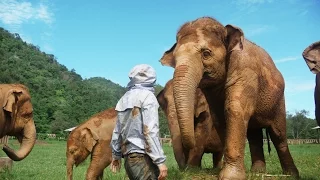 This Woman Rescued 200 Elephants - Elephant Nature Park
