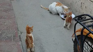 Angry Feral Cat Giving Warning to Tiny Kittens to Go Away She's Hissing And Growling