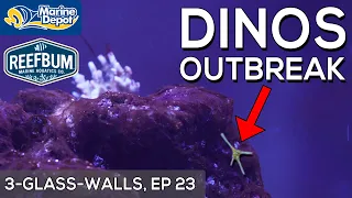 DINOFLAGELLATE OUTBREAK In My Reef Tank! | 3-Glass-Walls Part 23, with ReefBum