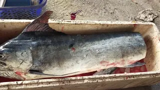 info terkini, ikan marlin banting harga 1 kilo hanya 29 ribu rupiah.