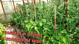 ЗАМОРОЗКИ в конце мая.ТОМАТЫ и ПЕРЕЦ в ХОЛОД Что с ними через месяц. ОБЗОР.