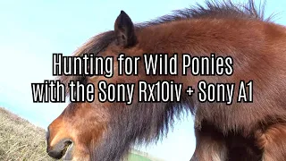 On the hunt for wild ponies with the Sony Rx10iv & Sony A1