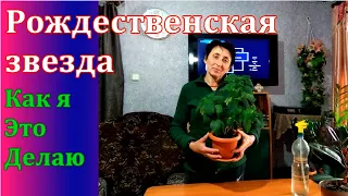 Что делать  если ПУАНСЕТТИЯ  (РОЖДЕСТВЕНСКАЯ ЗВЕЗДА) не цветёт  Мой личный опыт !!!