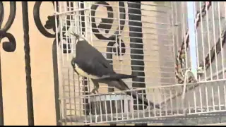 The loudest bird in the neighborhood