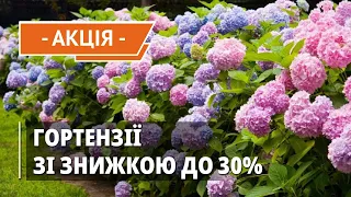 Любите гортензії? Ми знижуємо на них ціни! Саджанці зі знижкою 30%