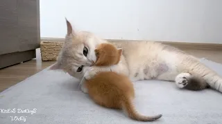 The mother feline demonstrates a unique and intense form of affection towards her little kitten