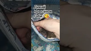 Дикий крысëнок Габи идет на контакт. 🤗 Прогресс приручения. 😘 #wildrats #cuterats #funnypets