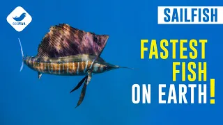 The fastest fish on Earth! | The Sailfish