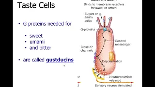 Physiology Ch 10 Sensory Part 1: Taste (gustation) and Smell (olfaction)