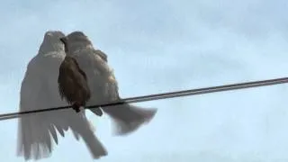 Bird flying off wire