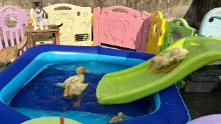 Kittens and ducklings swim and bathe in the water amusement park.  cute animals are fun😽🐥