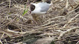 Озерная чайка (Larus ridibundus) с птенцами