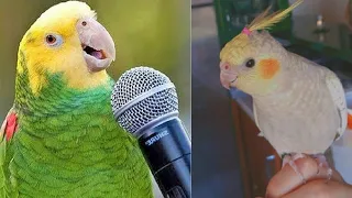 FUNNY PARROTS AND CUTE BIRDS VIDEO COMPILATION 🐦🤍 - TRY NOT TO LAUGH!!! | Funny Pets