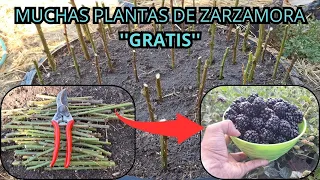 cómo REPRODUCIR ZARZAMORAS por ESQUEJE 🌿 [el secreto] 🤫