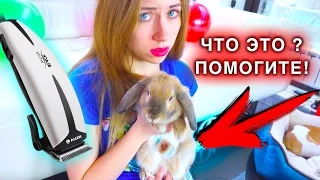 СРОЧНО ПОБРИЛА ЖИВОТ КРОЛИКУ И УВИДЕЛА ТАМ ... НЕУДАЧНАЯ ОПЕРАЦИЯ | Elli Di Pets