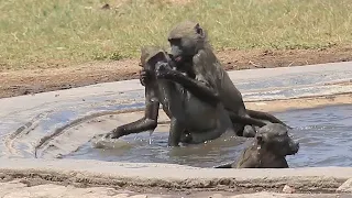 Baboon Swimming Lesson 1 ... Learn To Hold Your Breath!