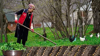 Seed Growing Technique in the Greenhouse! - Collecting and cooking wild herbs in the village