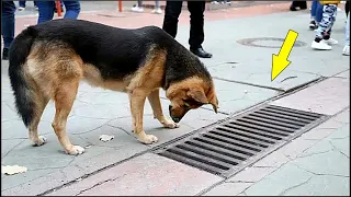 El perro venía todos los días y miraba la alcantarilla, cuando la abrieron ¡TODOS SE SORPRENDIERON!