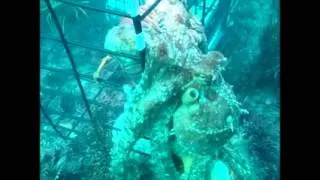 Lobster vs Octopus