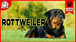 Rottweilers 101: Everything You Need To Know