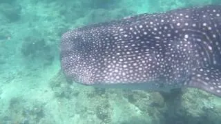 Snorkelling with Whale Shark at South Ari Atoll - Maldives 2010 Diving Trip