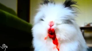 Killer Bunny Tears The Life Out Of Little Berries | The Dodo