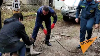 Сотрудники МЧС Абхазии спасли двух собак