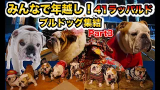 犬『ブルドッグ集結』みんなで年越し！41ラッパルド！Part3