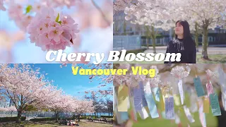 溫哥華櫻花節Vlog | Vancouver Cherry Blossom Festival 2024 in David Lam Park