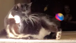 cat slip n fall while playing ball