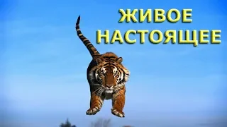 ЖИВОЕ НАСТОЯЩЕЕ [Н. Махарадж]